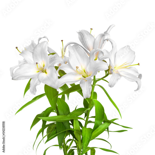 White lilies. Lilies flowers. Close-up flowers isolated on white background