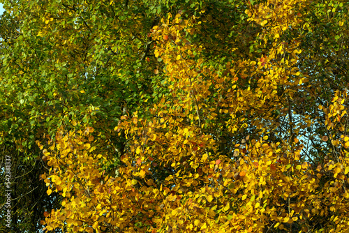 colors, leaves, fall, netherlands, rheebruggen, uffelte, 