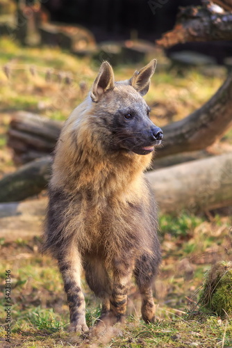 female brown hyena (Parahyaena brunnea), also called strandwolf