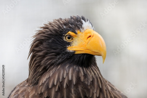 female Steller s sea eagle  Haliaeetus pelagicus  a portrait with a massive bill