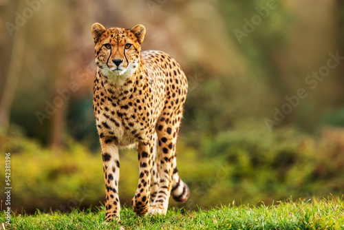 male cheetah (Acinonyx jubatus) very beautiful animal