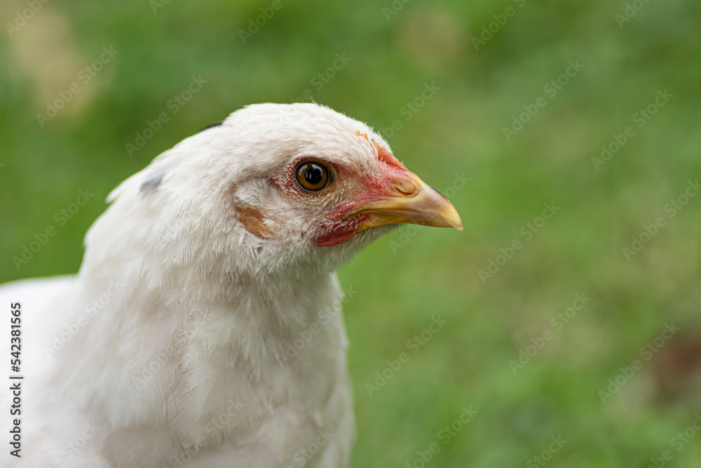 Close-up portrait of a white chicken Close-up portrait of a white chicken