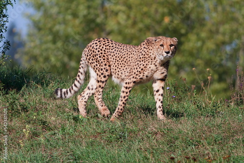 male cheetah (Acinonyx jubatus) when walking © michal