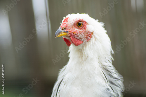 Close-up portrait of a white chicken © Greta