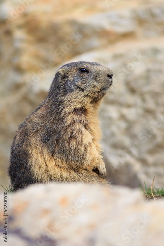 alpine marmot (Marmota marmota) between the stones