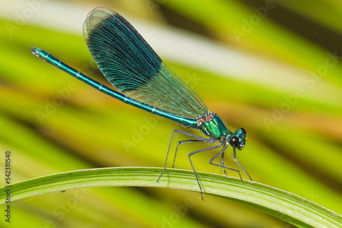 beautiful demoiselle (Calopteryx virgo) over the water in the grass