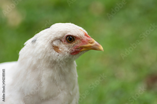 Close-up portrait of a white chicken © Greta