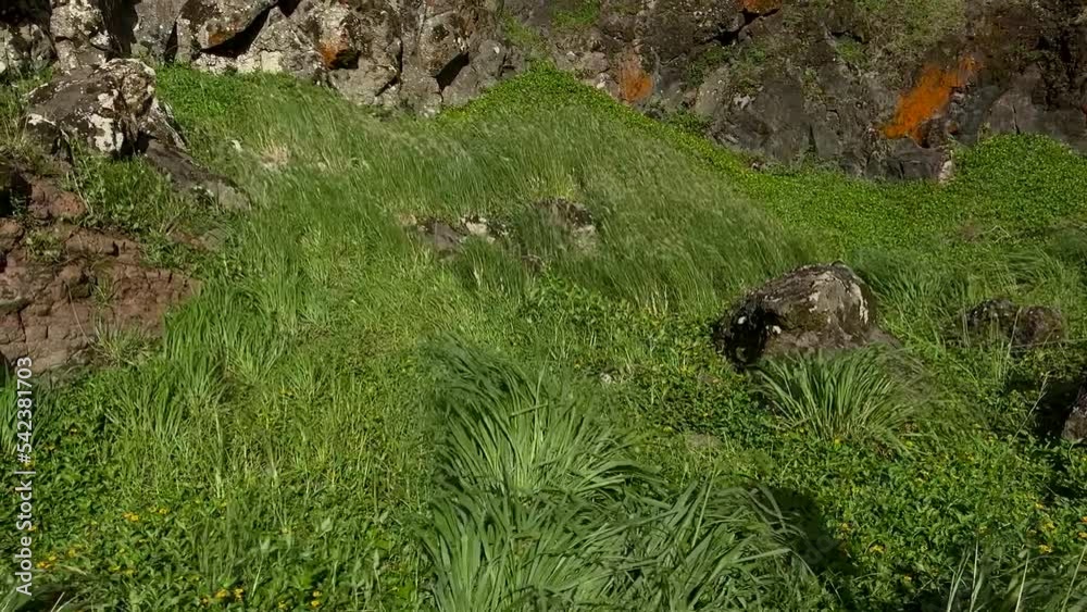 Slow motion of grasses blowing in the wind in a meadow Slow motion of grasses blowing in the wind in a meadow