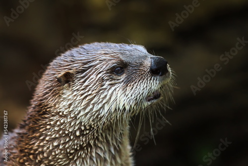 male Eurasian otters (Lutra lutra) head close up