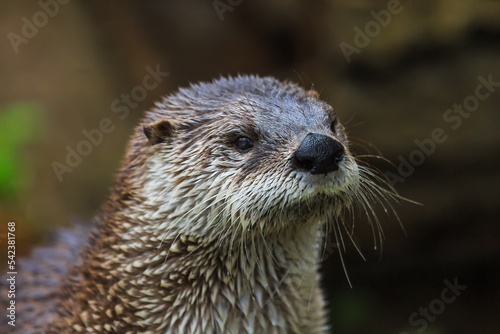 Eurasian otters (Lutra lutra) head close up