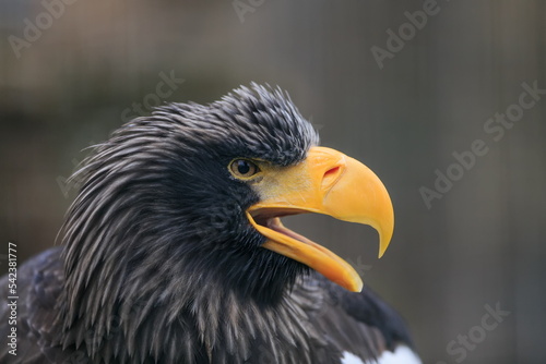 female Steller's sea eagle (Haliaeetus pelagicus) opens its beak with a scream