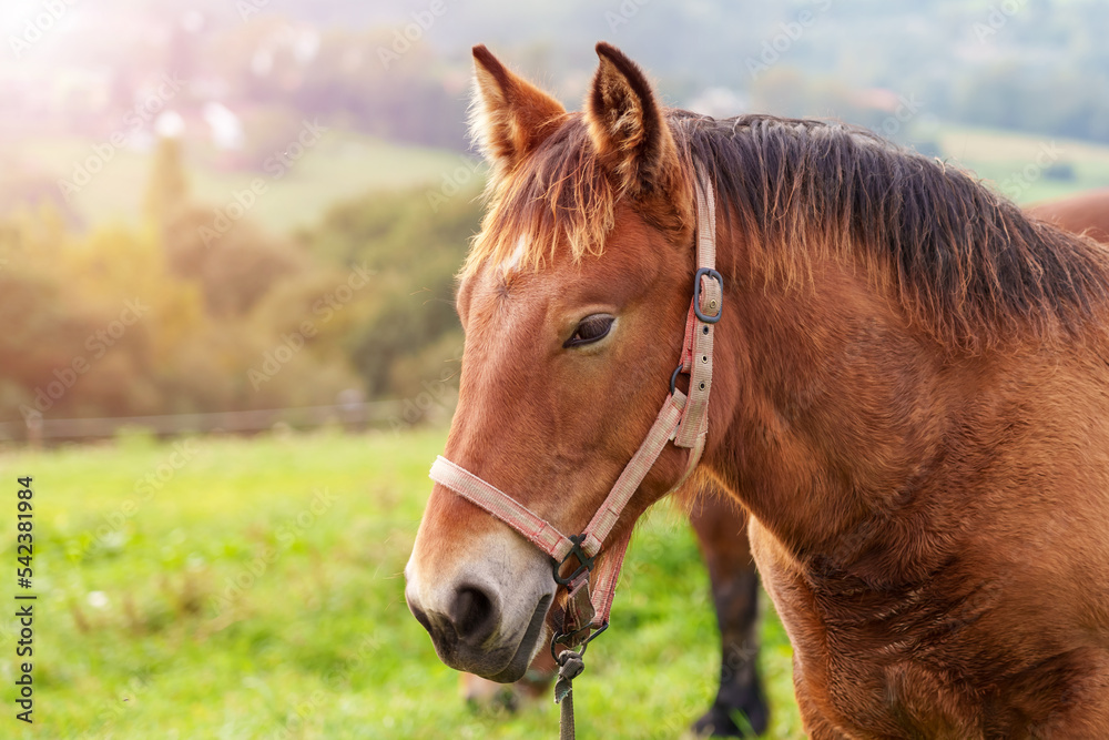 Beautiful young horse on a summer pasture close-up