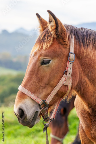Beautiful young horse on a summer pasture