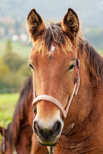 Portrait of young brown horse on pasture field © Pavel Iarunichev