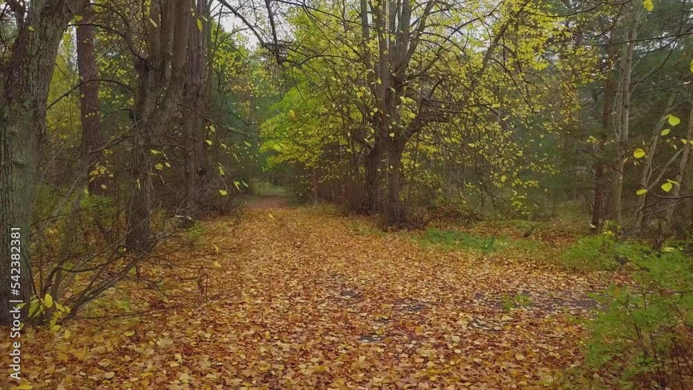 Establishing view of the autumn linden tree alley, leafless trees, empty pathway, yellow leaves of a linden tree on the ground, idyllic nature scene of leaf fall, wide drone shot moving backward Establishing view of the autumn linden tree alley, leafless trees, empty pathway, yellow leaves of a linden tree on the ground, idyllic nature scene of leaf fall, wide drone shot moving backward