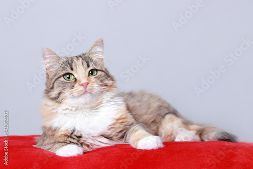 Big fluffy Сat rests on a red pillow. Cute сat close up  on a light white background. Kitten lies on a red background. Kitten with big green eyes posing at camera. Merry Christmas. Pets. Pet care 