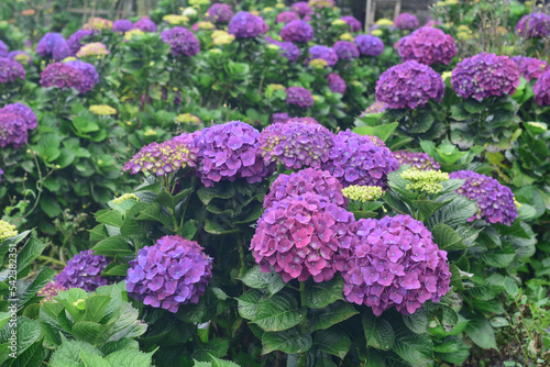 beautiful colorful Hydrangea macrophylla or Hortensia flower  summer garden background.