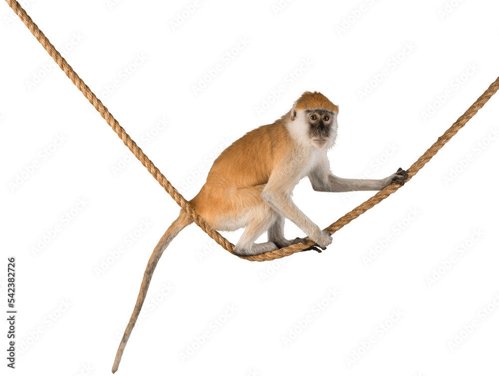 Monkey Sitting On Rope - Isolated - obrazy, fototapety, plakaty 