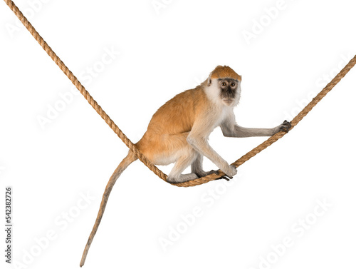 Fotografiet Monkey Sitting On Rope - Isolated
