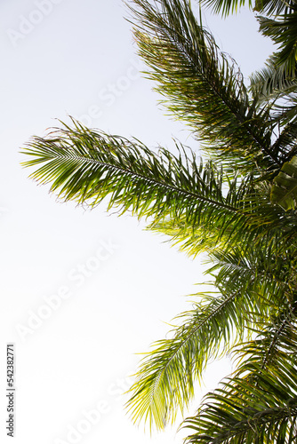 tropical flowers and leaves, jungle, vacation, green palm branches.