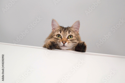 Cute gray cat on a white background, looking out. A beautiful cat with yellow eyes, peeks out from behind a clean banner. Empty space for copying. Template, blank for the design