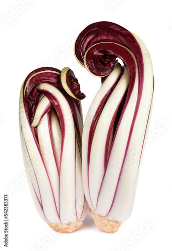 Bild auf Leinwand Red Treviso chicory