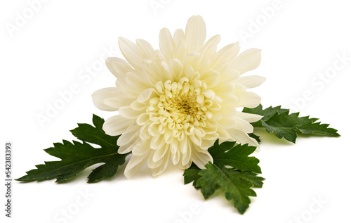 White chrysanth flower
