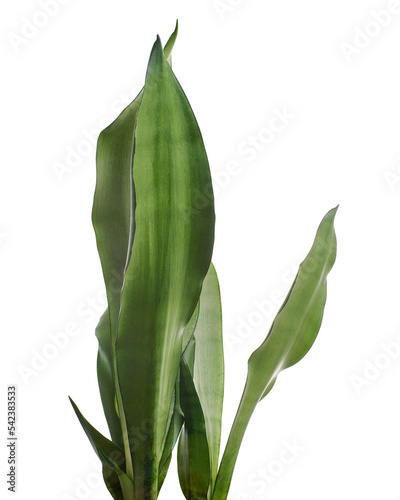 Sansevieria Moonshine leaves  Moonshine Snake Plant  isolated on white background with clipping path