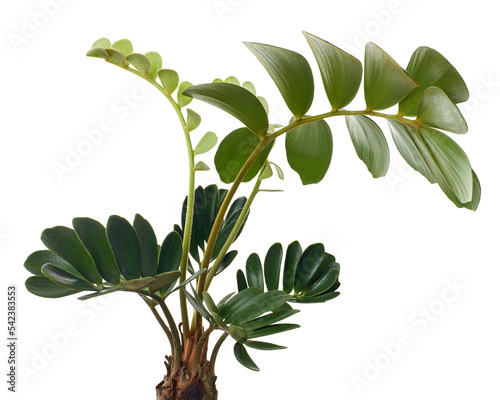 Cardboard palm or Zamia furfuracea or Mexican cycad leaf, Tropical foliage isolated on white background, with clipping path  photo