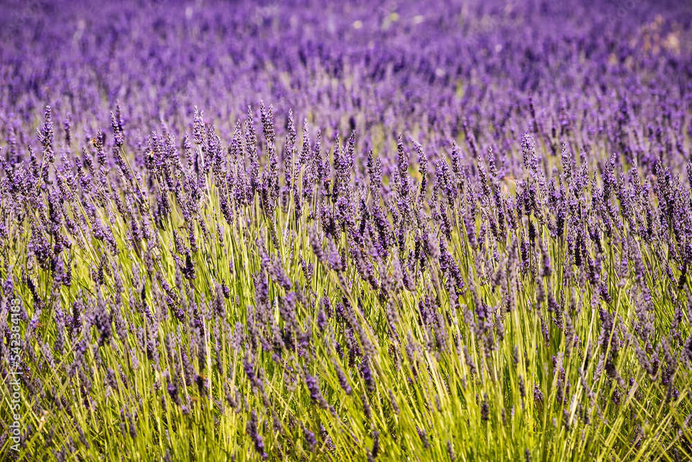 Naklejka premium Lavender fields in bloom in Provence