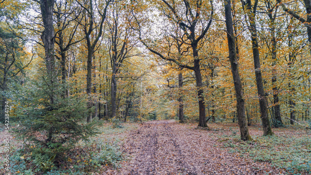 Obraz premium Chemin d'Ardenne