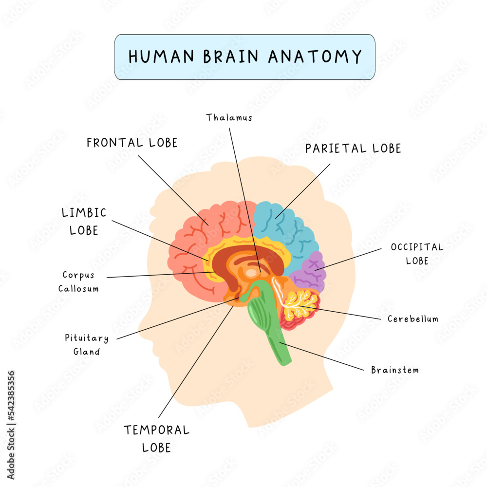 Human brain anatomy infographic poster Educational poster for children