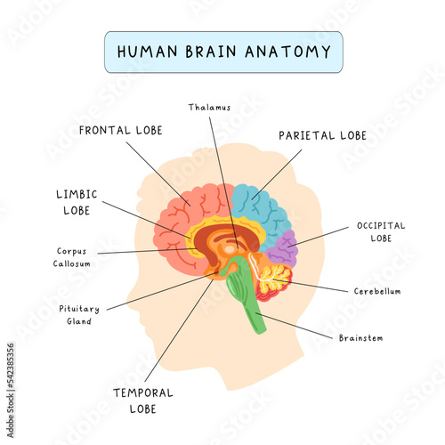 Human brain anatomy infographic poster. Educational poster for children study. Montessori material.