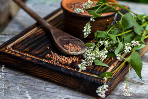Buckwheat flowers. The seed of healthy cereals in the village kitchen. Dry Tartary buckwheat groats in a wooden spoon next to a bouquet of Fagopyrum blossoms.