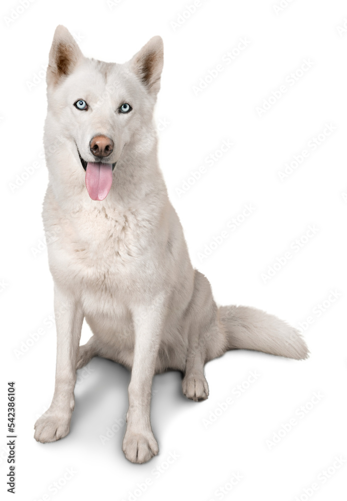 White Siberian husky dog isolated on white background