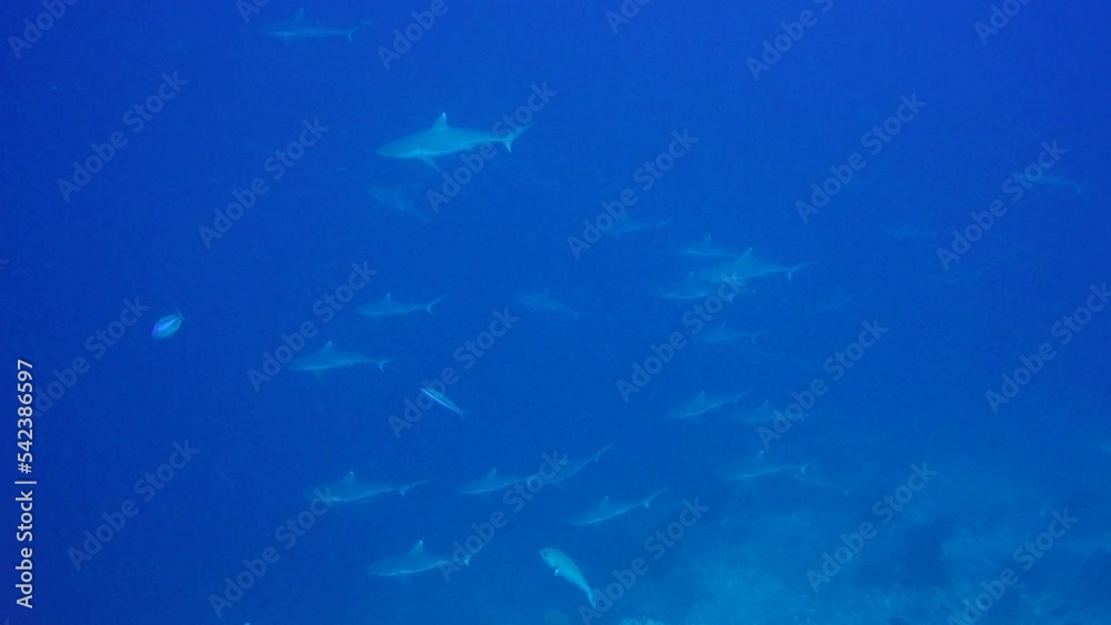 Grey Reef Sharks swimming in blue water Grey Reef Sharks swimming in blue water