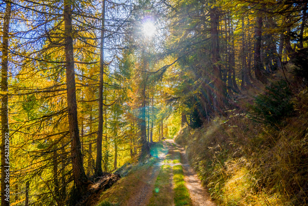 Fototapeta premium autumn forest in the morning