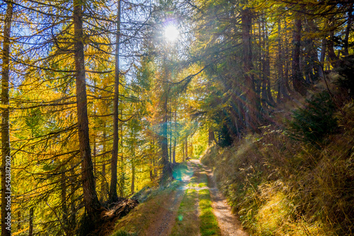 autumn forest in the morning