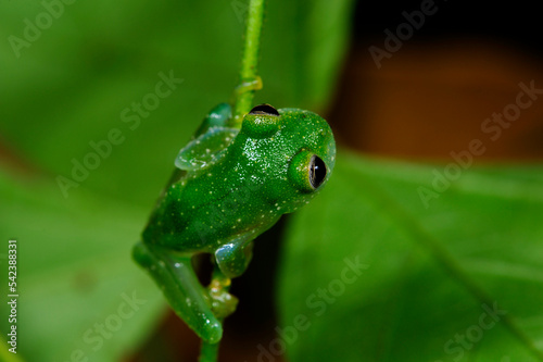 Powdered glass frog // Glasfrosch (Cochranella pulverata) - Honduras photo