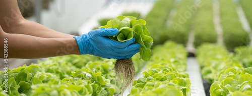 close up view hands of farmer picking lettuce in hydroponic greenhouse. photo