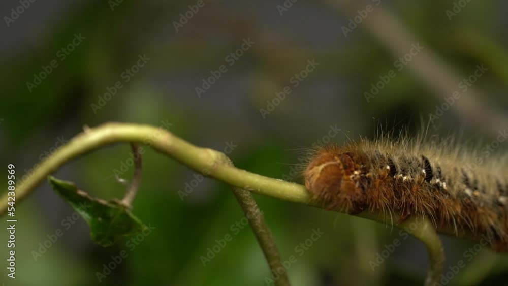 Lasiocampa quercus (Oak Eggar) Hairy And Brown Crawling Caterpillar On A Plant Twig. Selective Focus Shot Lasiocampa quercus (Oak Eggar) Hairy And Brown Crawling Caterpillar On A Plant Twig. Selective Focus Shot