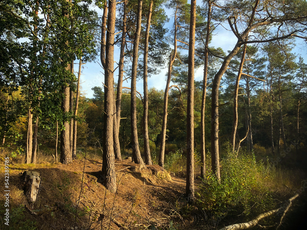 fall, netherlands, forest, trees, pine, uffelte, netherlands, fall, netherlands, forest, trees, pine, uffelte, netherlands,