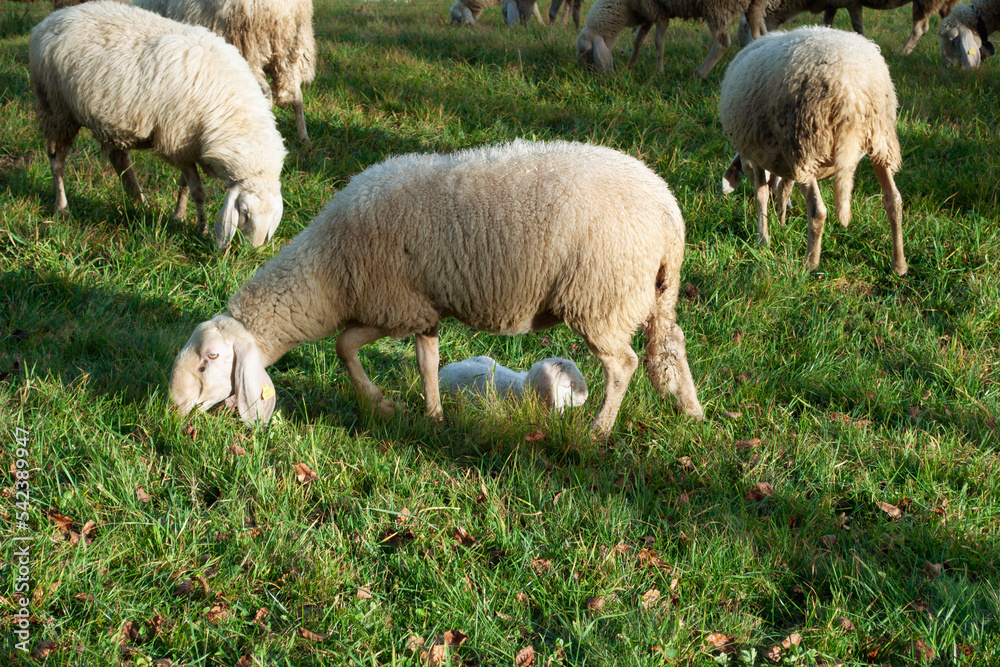 Sheeps and Newborn Lamb Grazing on a Mountain Meadow Sheeps and Newborn Lamb Grazing on a Mountain Meadow