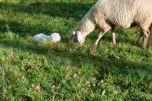 Newborn Lamb with His Mother photo