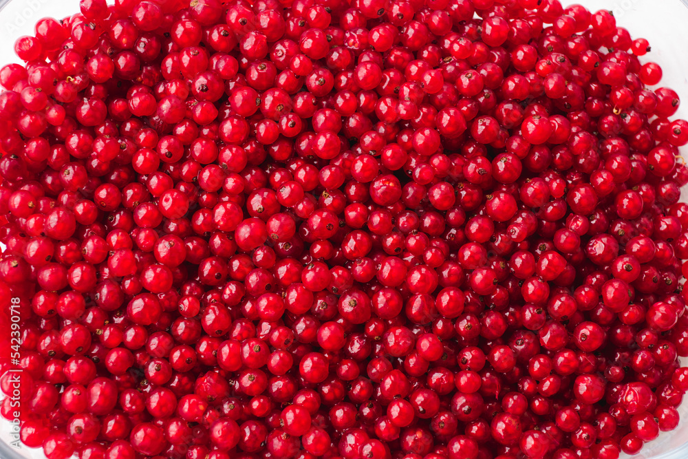 Ripe red currant berries in glass baking tray. Red currant natural background wallpaper banner. A lot of red berries of ripe currants in a transparent bowl. Farming concept, harvesting Ripe red currant berries in glass baking tray. Red currant natural background wallpaper banner. A lot of red berries of ripe currants in a transparent bowl. Farming concept, harvesting