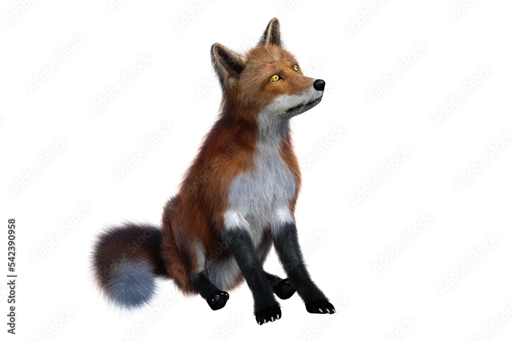 Red Fox sitting 3D render isolated on transparent background
