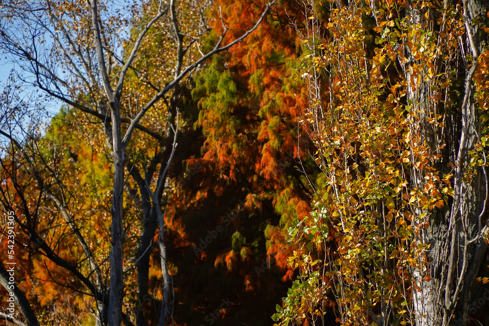 tree with rust leaves in the beautiful autumn season. tree with rust leaves in the beautiful autumn season.