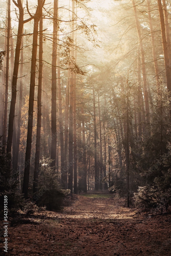 Naklejka premium Autumn moody nature in the fog