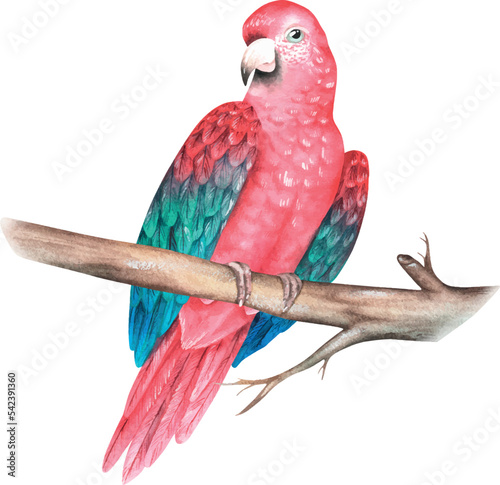 Red parrot on a branch. Ara chloroptera. Watercolor vector illustration.