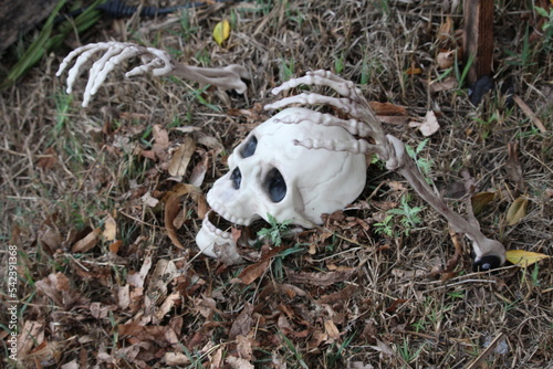 squelette halloween © canecorso